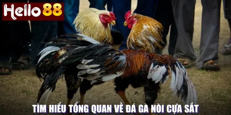 Tổng quan về đá gà cựa sắt