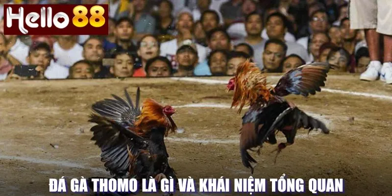 Khái niệm tổng quan về Thomo đá gà