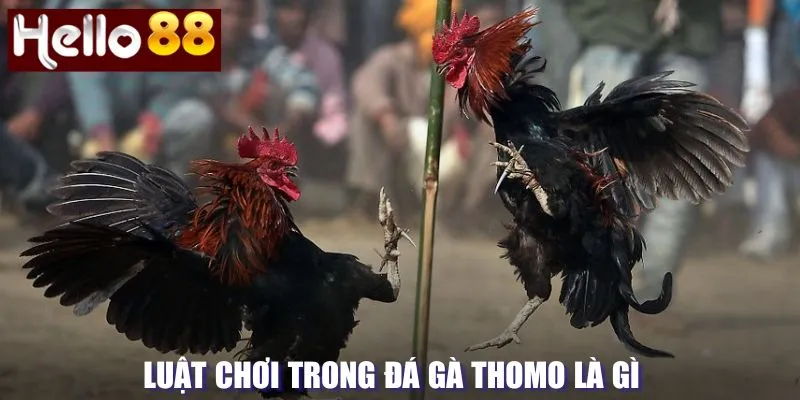 Luật chơi trong đá gà Thomo là gì và cách thức 