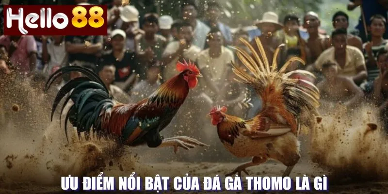 Ưu điểm của loại hình đá gà Thomo